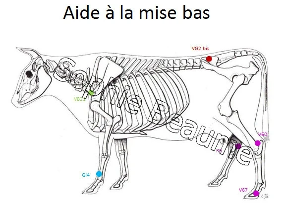 squelette d'un animal