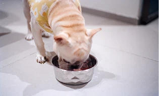 squelette d'un animal
